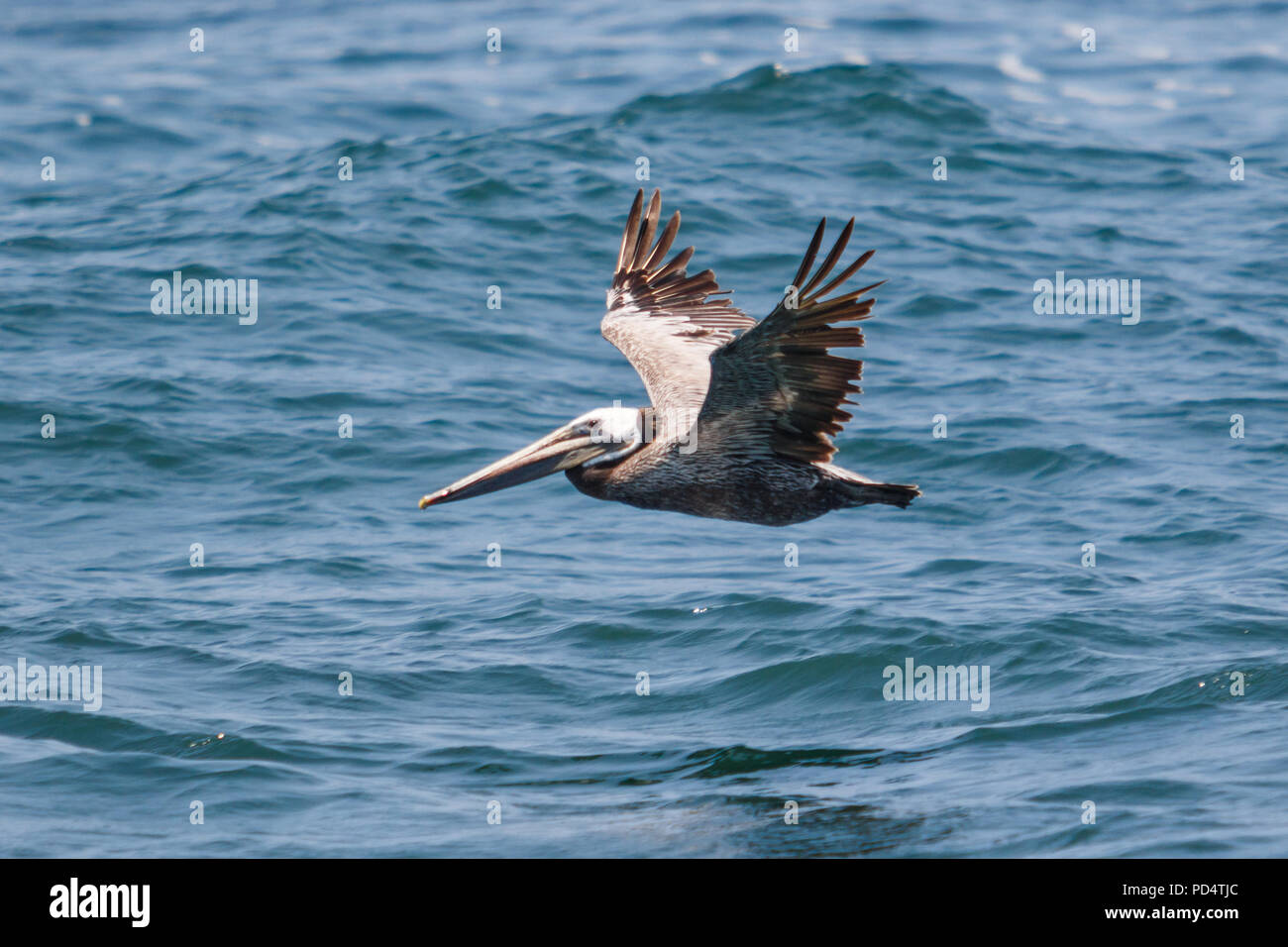 Brown Pelican in volo. Foto Stock