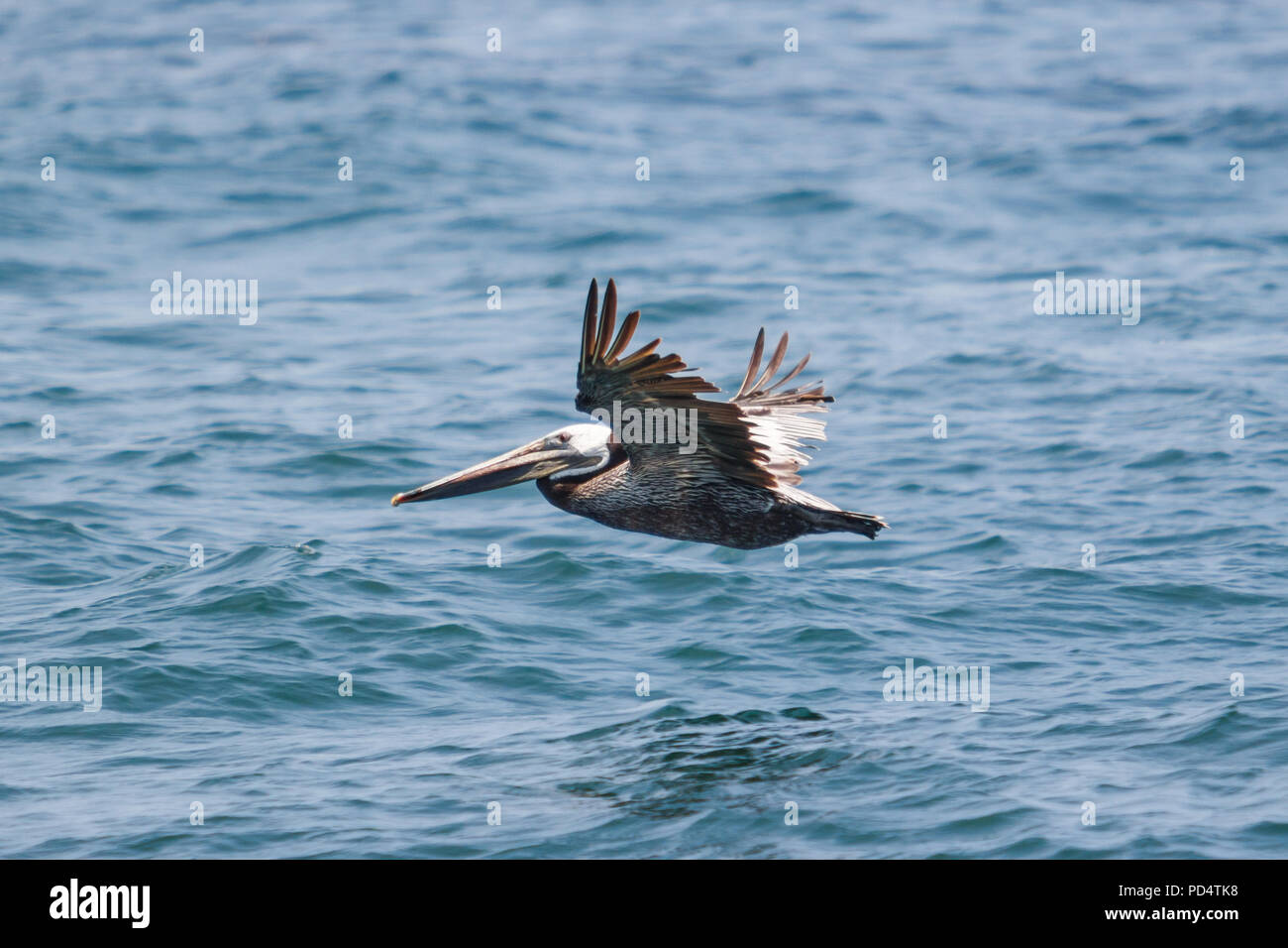 Brown Pelican in volo. Foto Stock