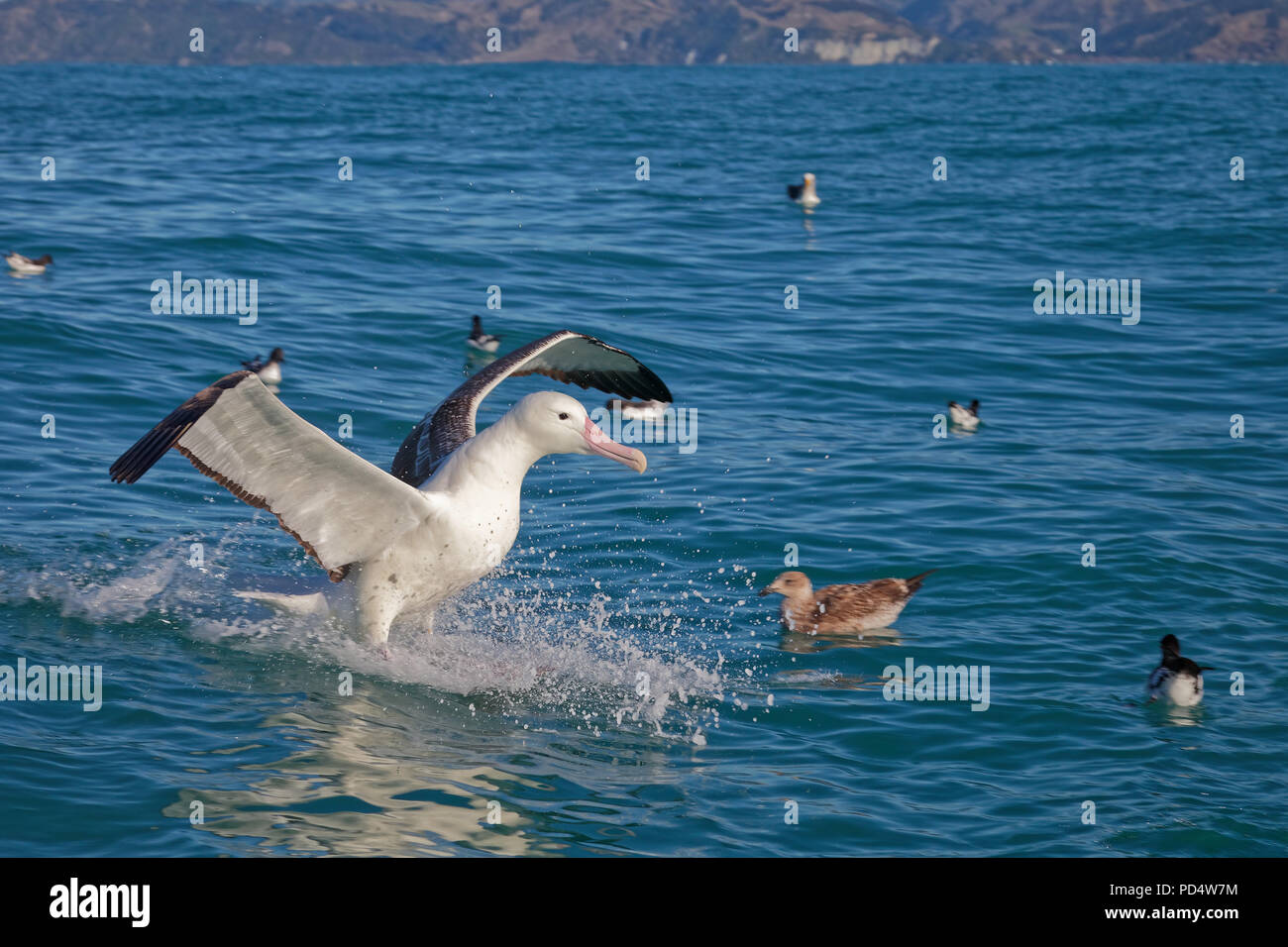 Southern royal albatross, atterraggio sul mare con una splash, Kaikoura, Nuova Zelanda Foto Stock