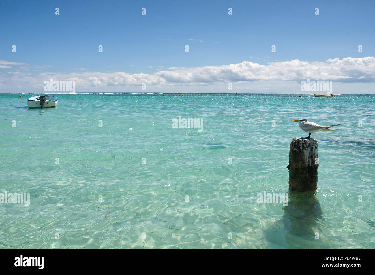 Seagull - Anse de Sainte Anne - Guadalupa - Caraibi isola tropicale Foto Stock