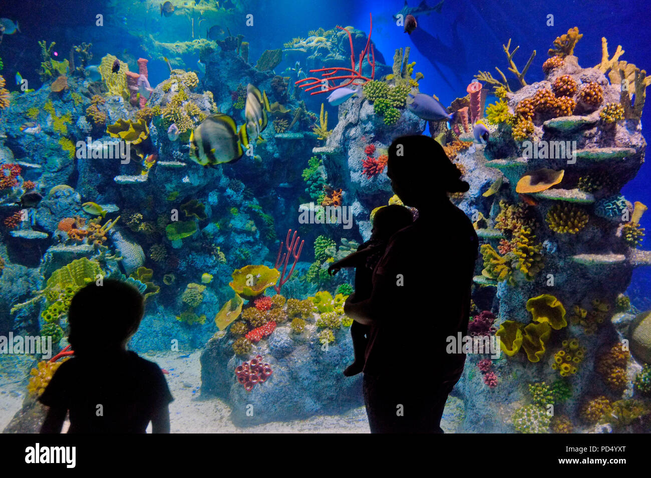 Bristol Aquarium, Bristol, Regno Unito Foto Stock