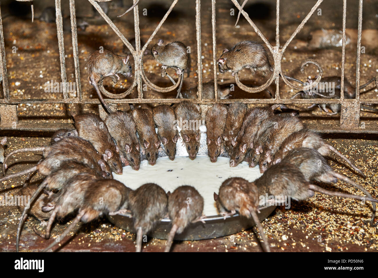 Ratti alimentazione su un recipiente con il latte nel tempio di ratti, di Karni Mata Tempio Deshnoke, Rajasthan, India Foto Stock