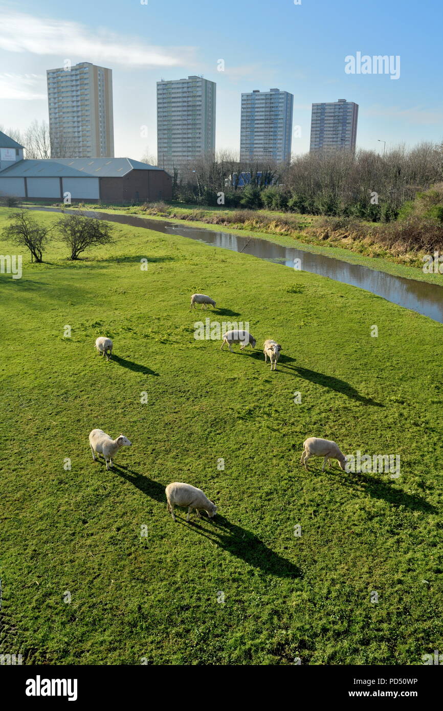 Gregge di pecore pascolano su un terreno coltivato in Edmonton, Nord di Londra con grattacieli in background Foto Stock