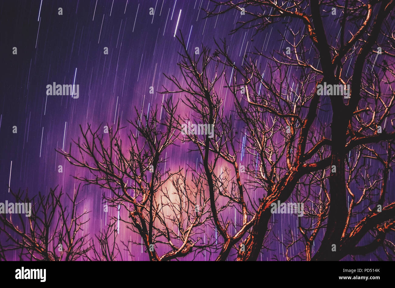 Stelle tracce su una lunga esposizione foto del cielo di notte e una morbida sfocato rami di alberi silhouette in primo piano. I toni di viola il cielo. Foto Stock