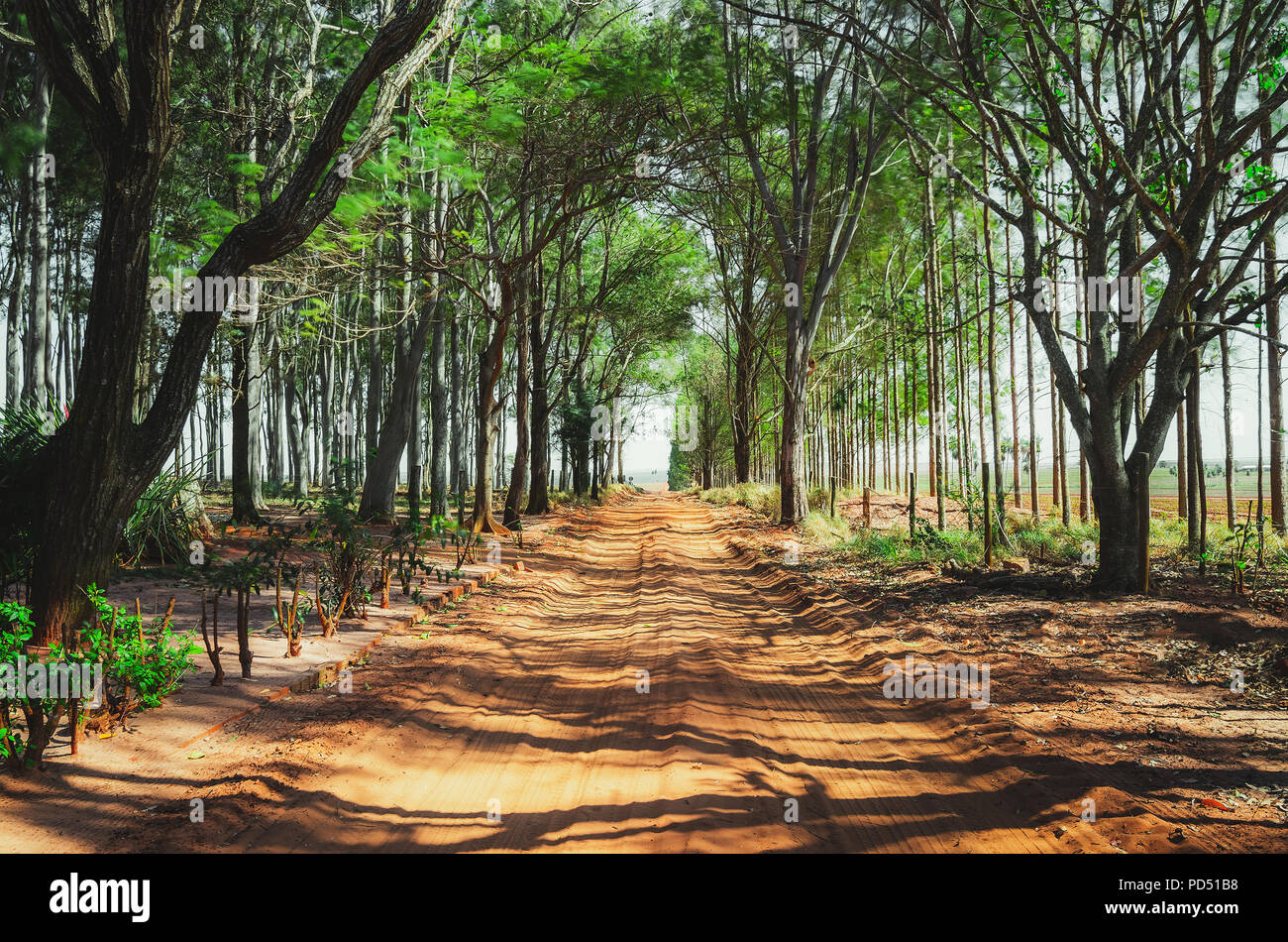 Non asfaltata farm road circondato da alberi. Strada sterrata. Ombra degli alberi sulla strada. Foto Stock