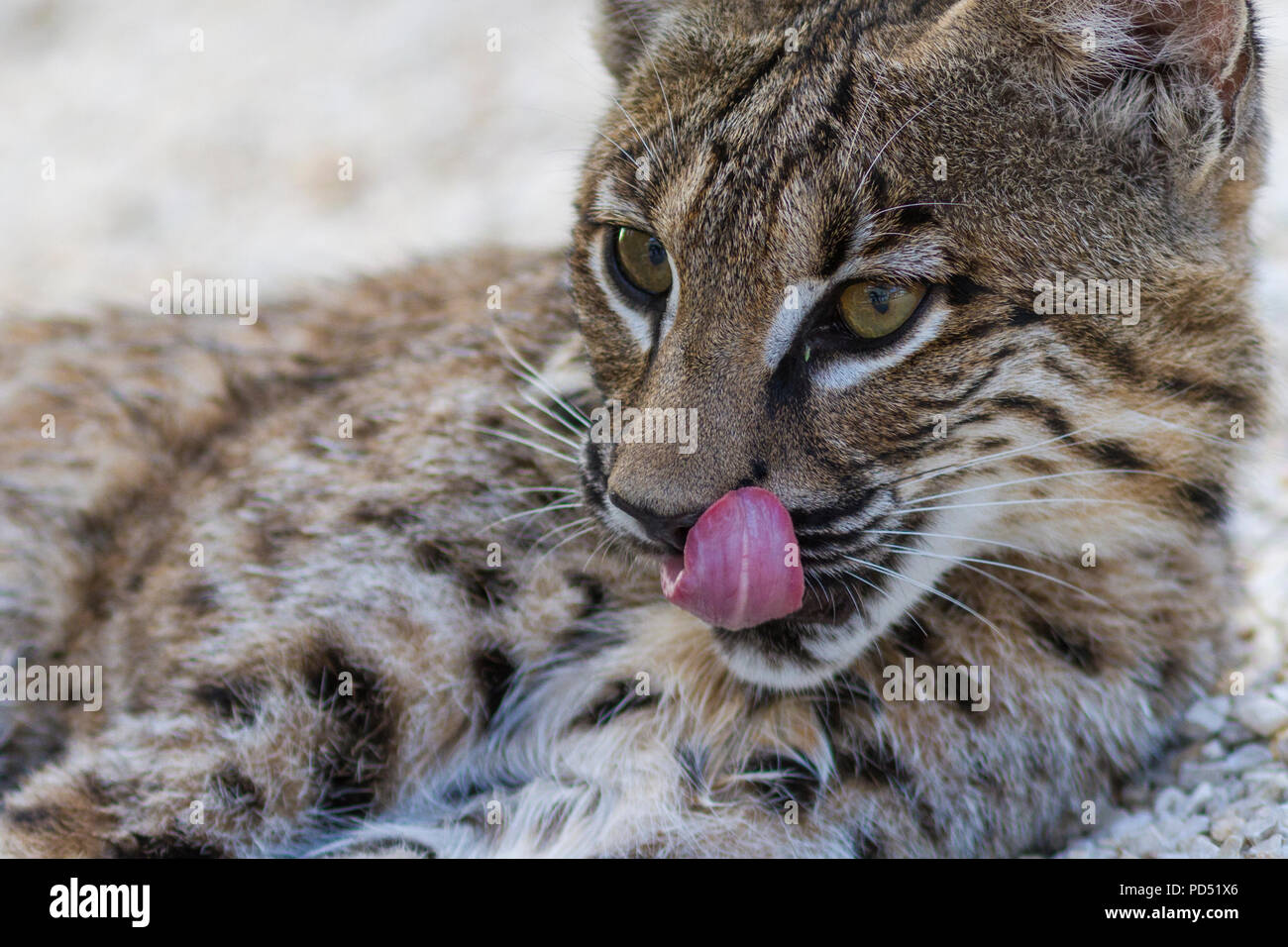 Addomesticazione Bobcat, Lynx rufus, sollevato come pet sin dalla nascita. Foto Stock