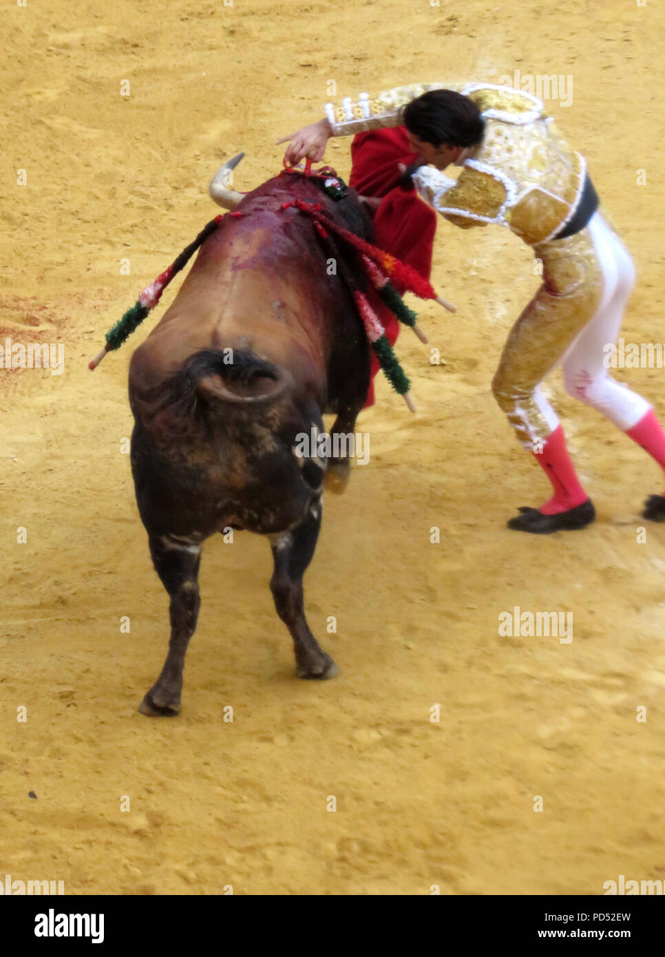 Bull lotta. Plaza de Toros, Granada, Andalusia, Spagna. Corrida, Matador, Toreo. Tradizione spagnola. 'Fine'. Foto Stock