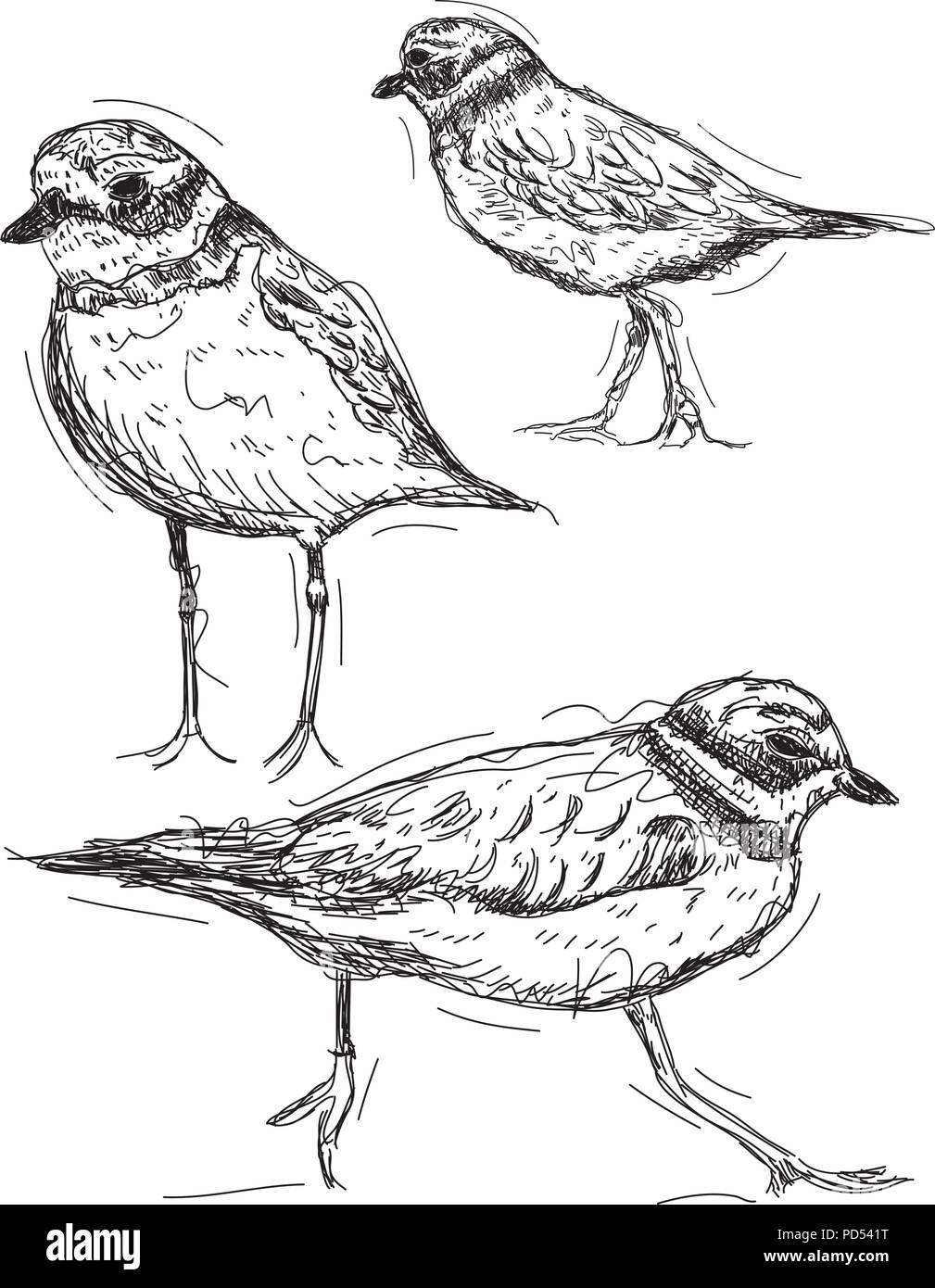 Sandpiper disegni Illustrazione Vettoriale