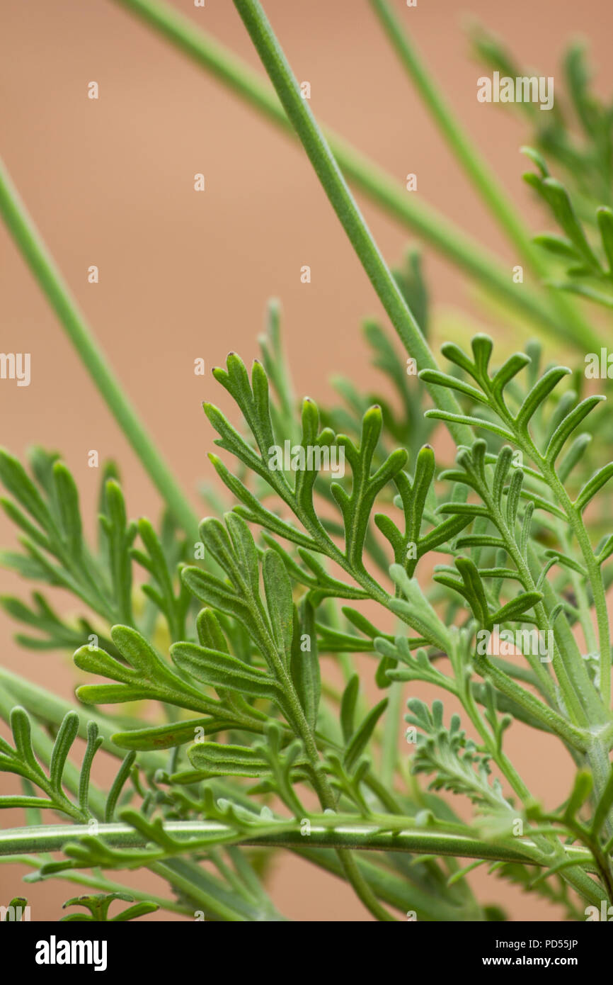 Foglie di Fern lavanda (lavandula multifida) su sfondo rosa Foto Stock