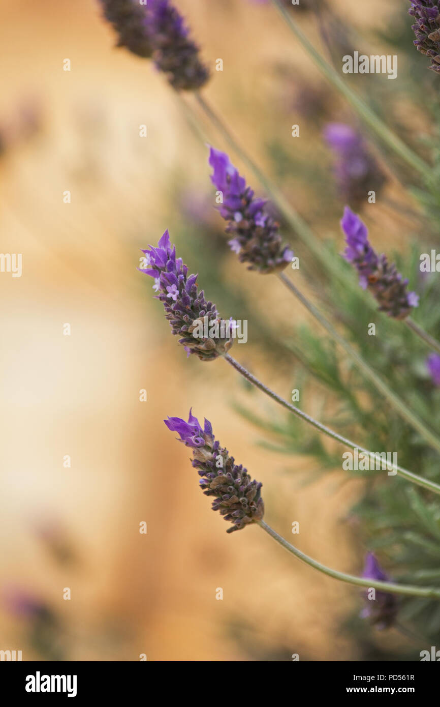 Lavanda fiori su sfondo che ricordano le pesche Foto Stock