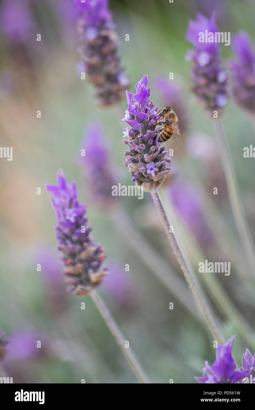 Lavanda fiori su fondo naturale Foto Stock