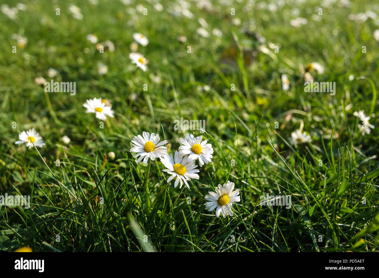 Margherite comuni in un prato primaverile, primo piano di fiori selvatici nell'erba verde, simbolo della natura, del rinnovamento e della bellezza quotidiana Foto Stock