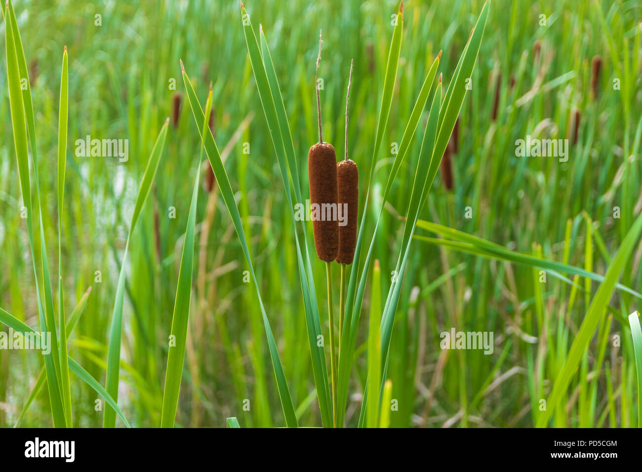 Due brown, femmina tifa fiori spiccano la messa a fuoco in una massa di foglie retroilluminato. Foto Stock