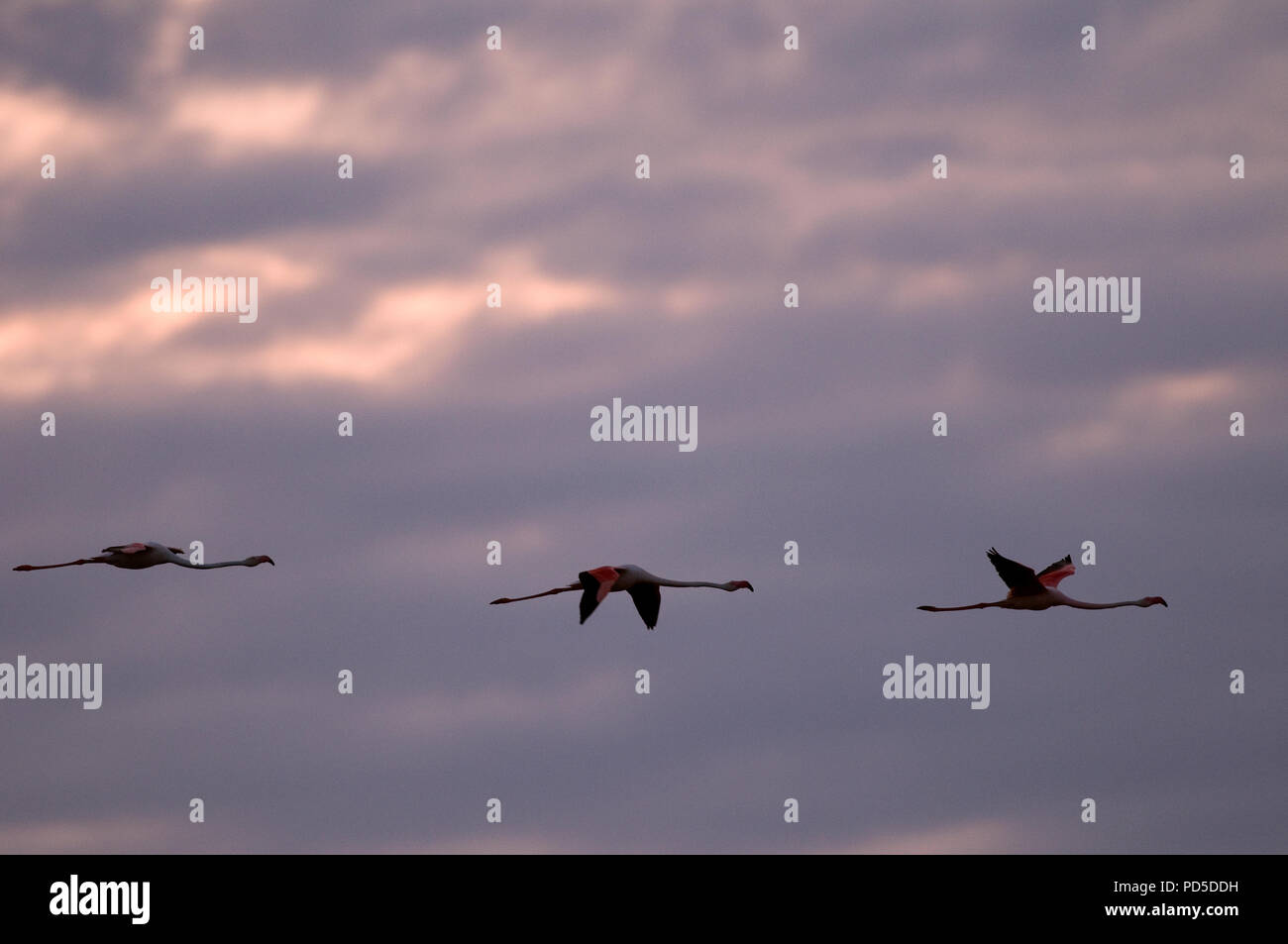 Grande fenicottero - Volo sotto la tempesta- Phoenicopterus roseus Flamant rose - Vol sous l'orage Foto Stock