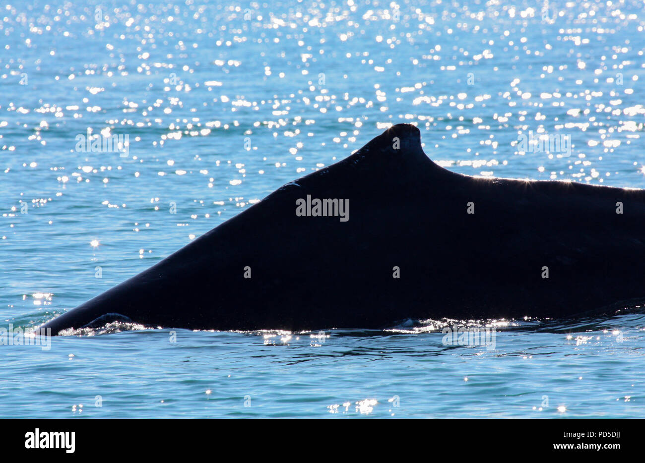 Silhouette di una megattera in oceano blu acqua, Juneau, in Alaska Foto Stock