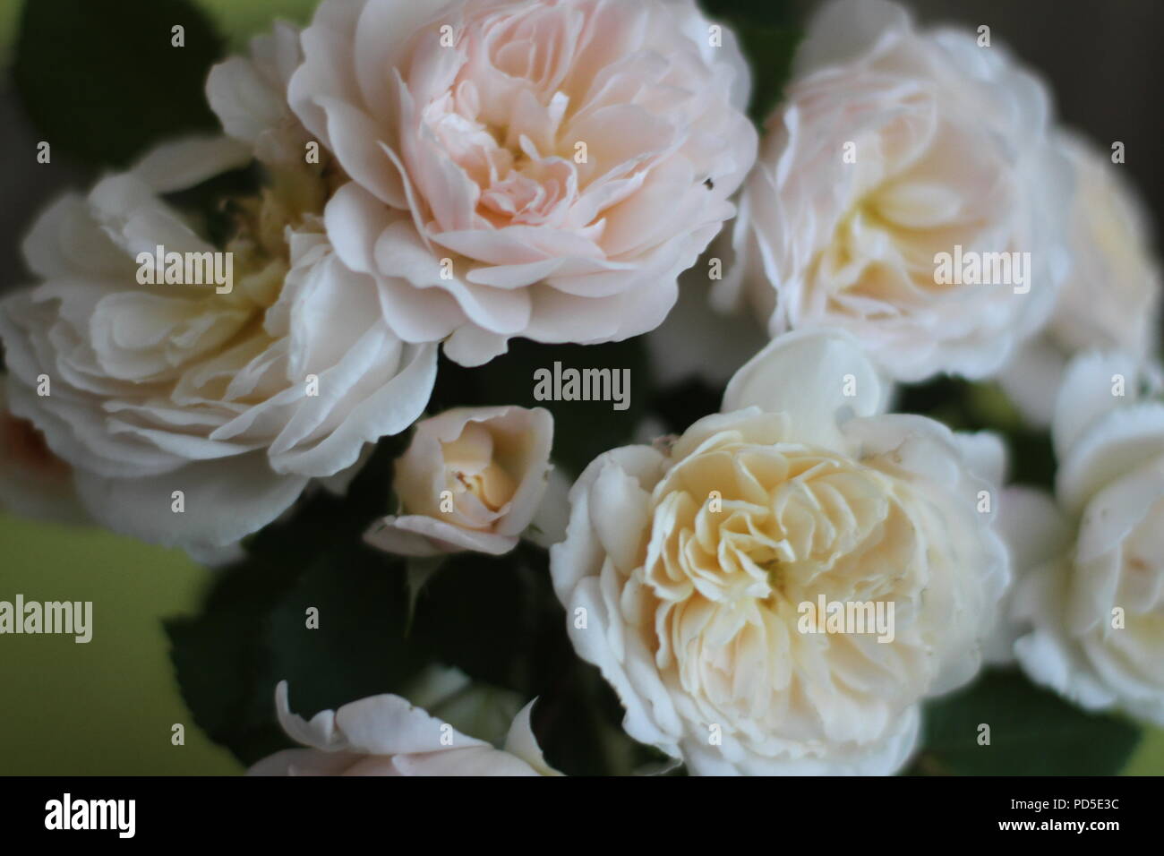 Wild vintage in vecchio stile rose Foto Stock