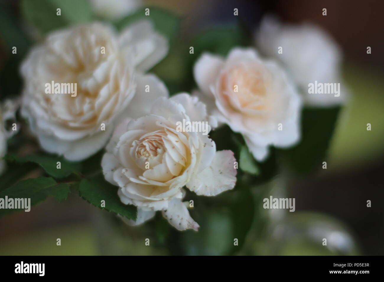 Wild vintage in vecchio stile rose Foto Stock