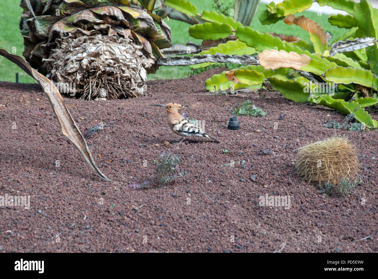 Un colorato Upupa uccello bianco e nero con ali vista ravvicinata di coniatura plummage Upupa epops upupa uccelli esotici permanente sulla schiacciata di roccia lavica in Foto Stock
