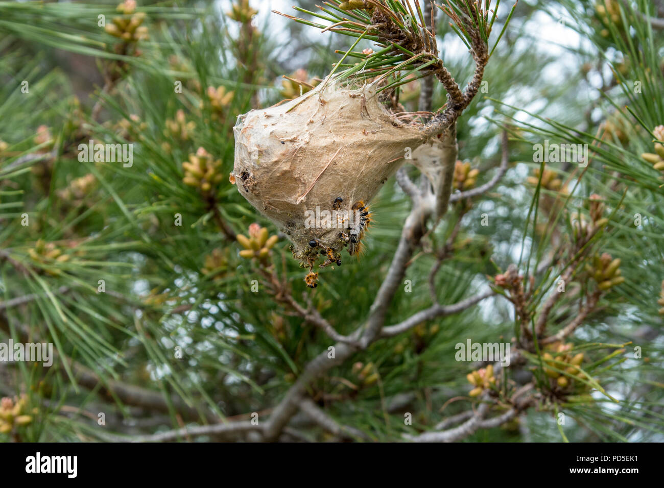 Un irsuto Gypsy Moth caterpillar esegue la scansione di un grande nido di tessuto appeso a un albero di pino. Foto Stock