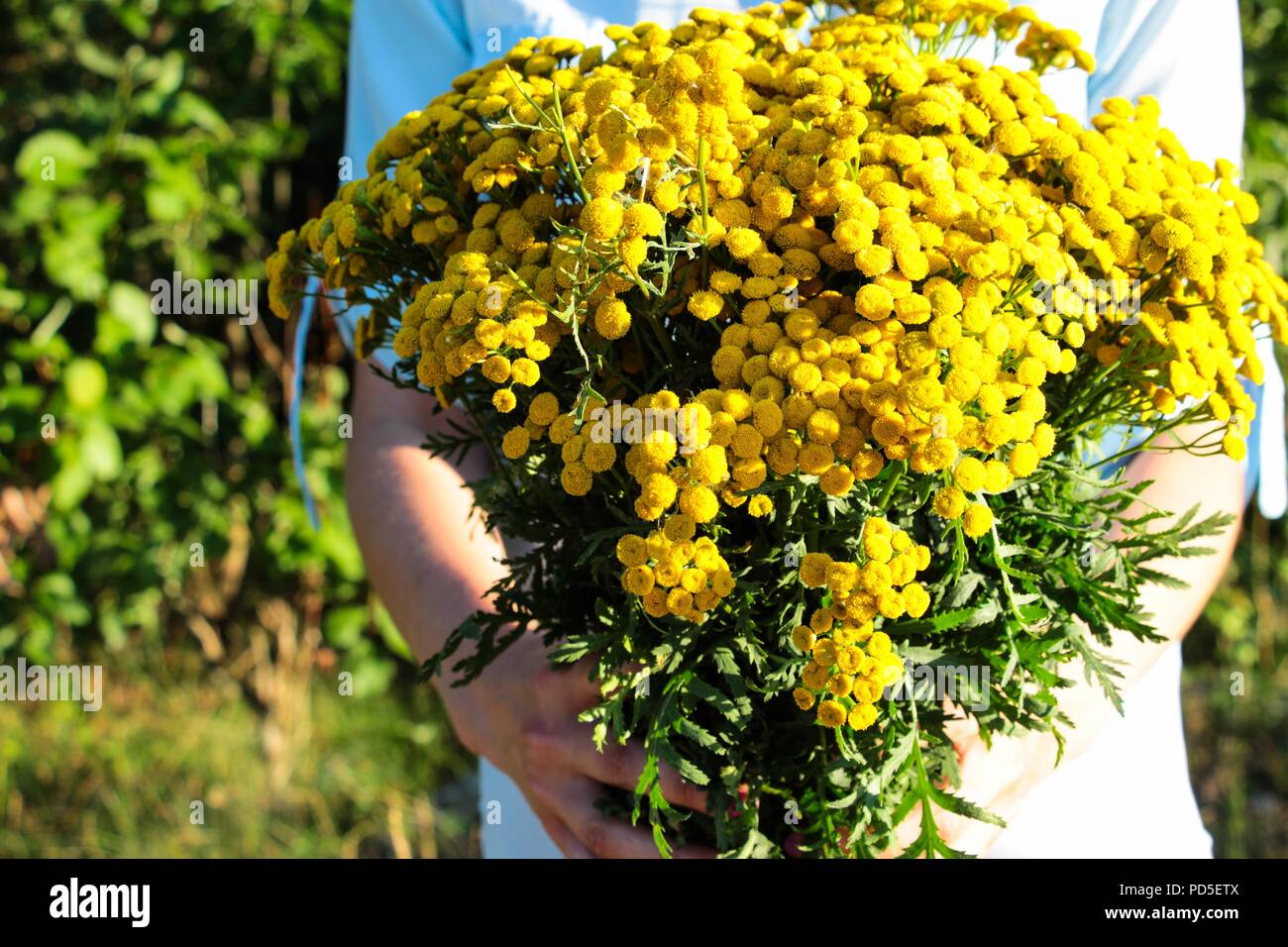 La ragazza è in possesso di un grande mazzo di fiori di campo giallo nelle sue mani. Un bouquet di molto piccoli fiori si è rivelata molto voluminose e la ragazza detiene Foto Stock