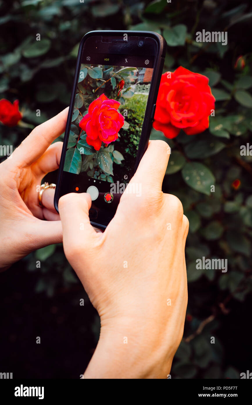 Le mani sul cellphot fotografare fiore Foto Stock