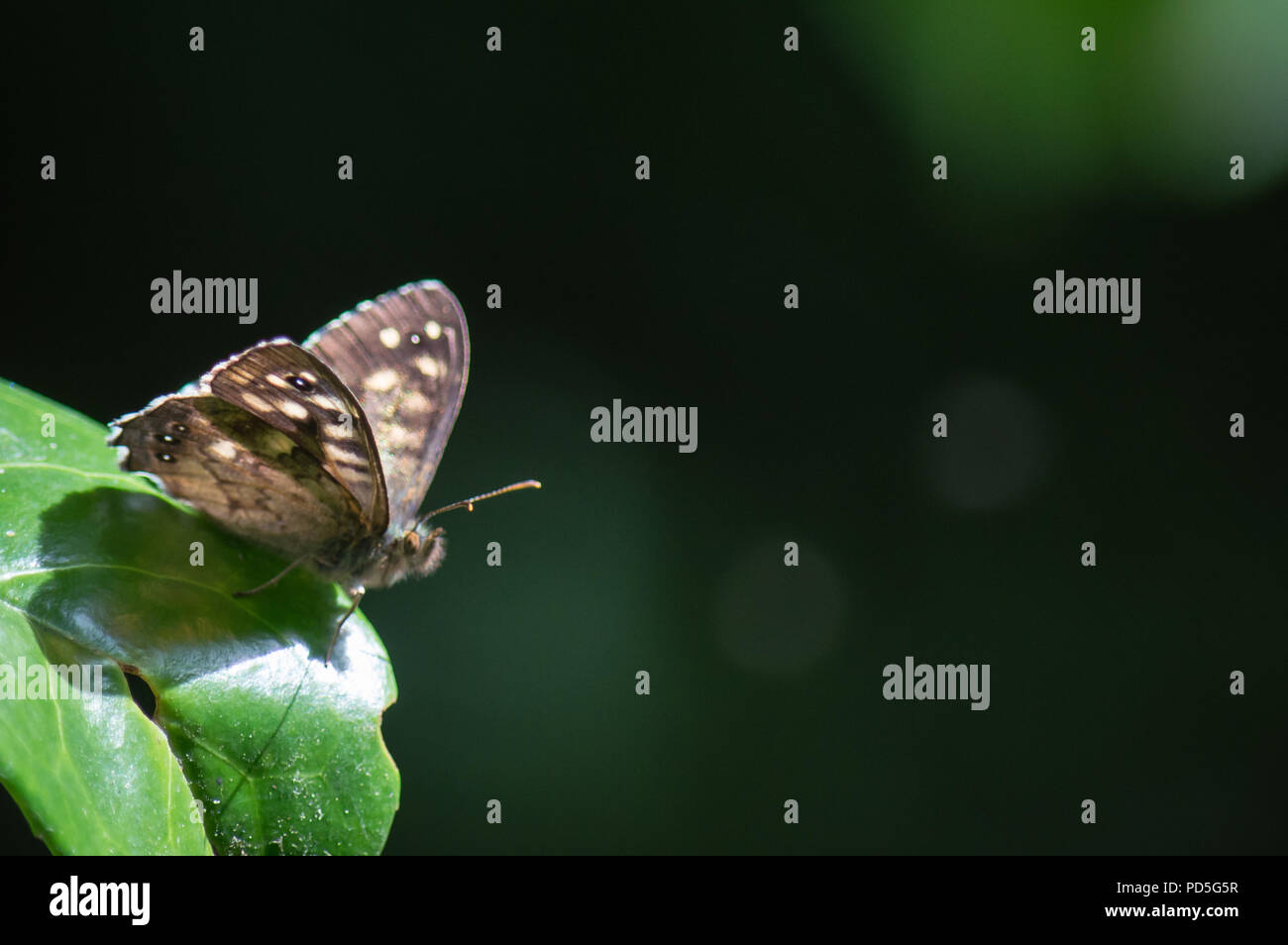 Punteggiate di farfalle di legno su una foglia lucida con spazio per il testo Foto Stock