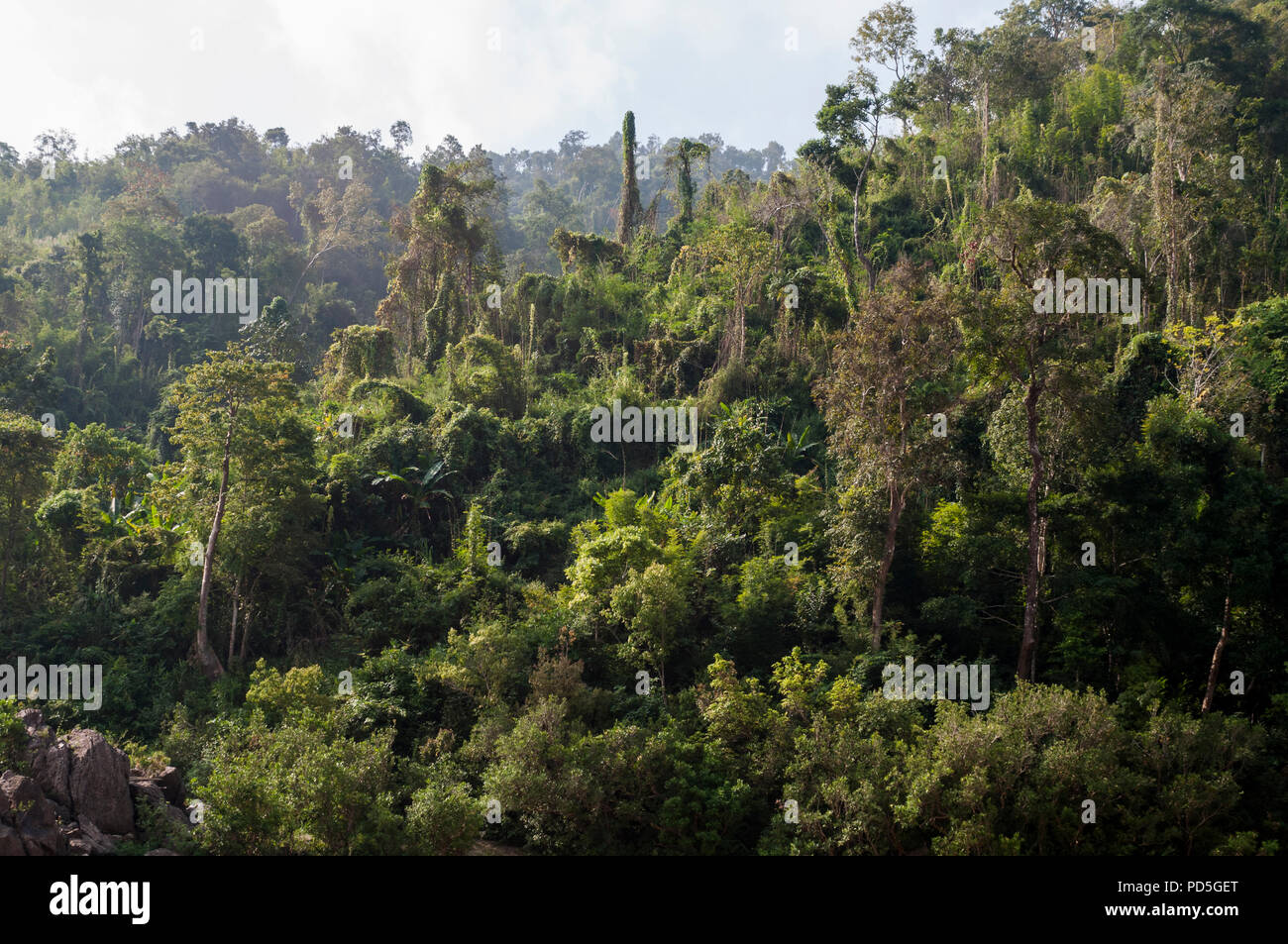 Banca tropicale del fiume Mekong, Laos.dng Foto Stock