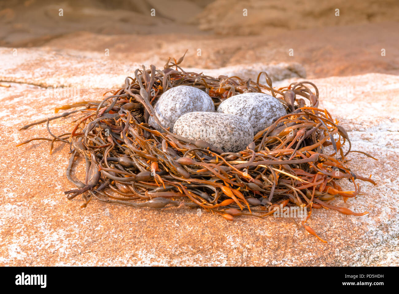 Abstract nido di uccelli e uova creato con alghe fucus e rocce di fiume Foto Stock