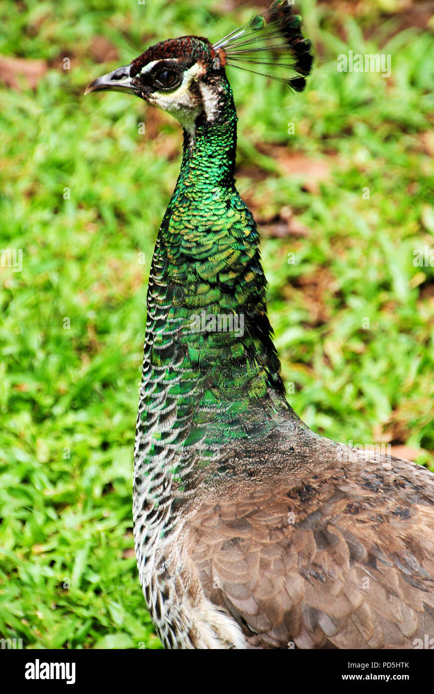 Un pavone trovato alla Kamokila Hawaiian Village, Kauai Foto Stock