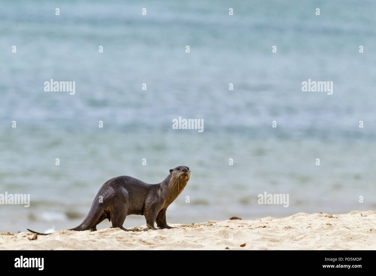 Un umido rivestita liscia otter arriva a terra per il resto, asciugare la sua pelliccia e il profumo segno su una spiaggia di sabbia, Singapore Foto Stock