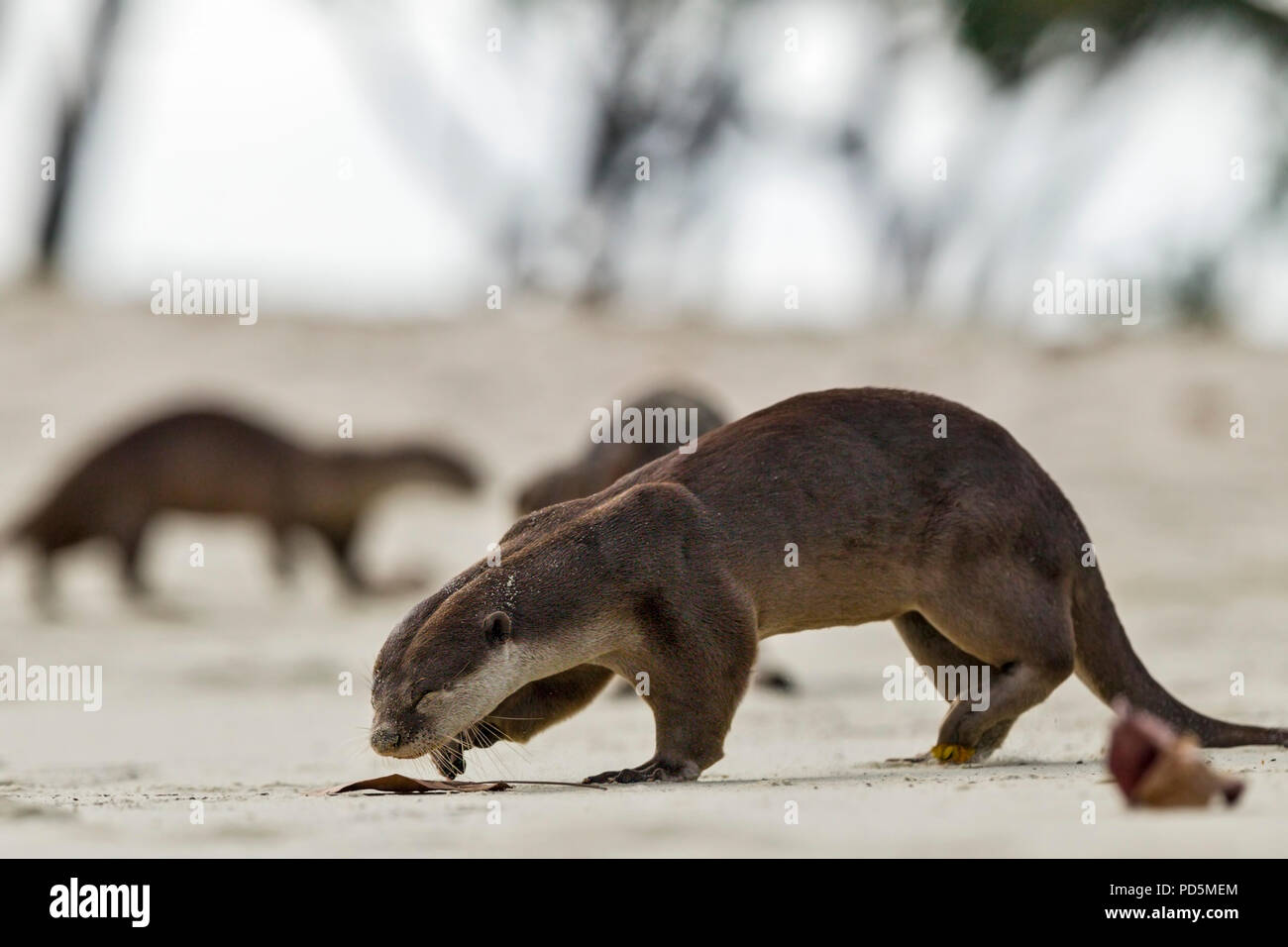 Rivestimento liscio lo sniffing Lontra membro della famiglia spraint su una spiaggia come parte del comportamento territoriale, Singapore Foto Stock