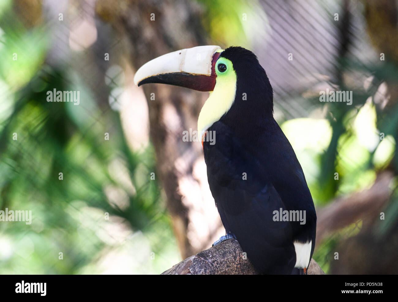 Close up di un ferito toucan su un ramo di albero in Tropical Costa Rica Foto Stock