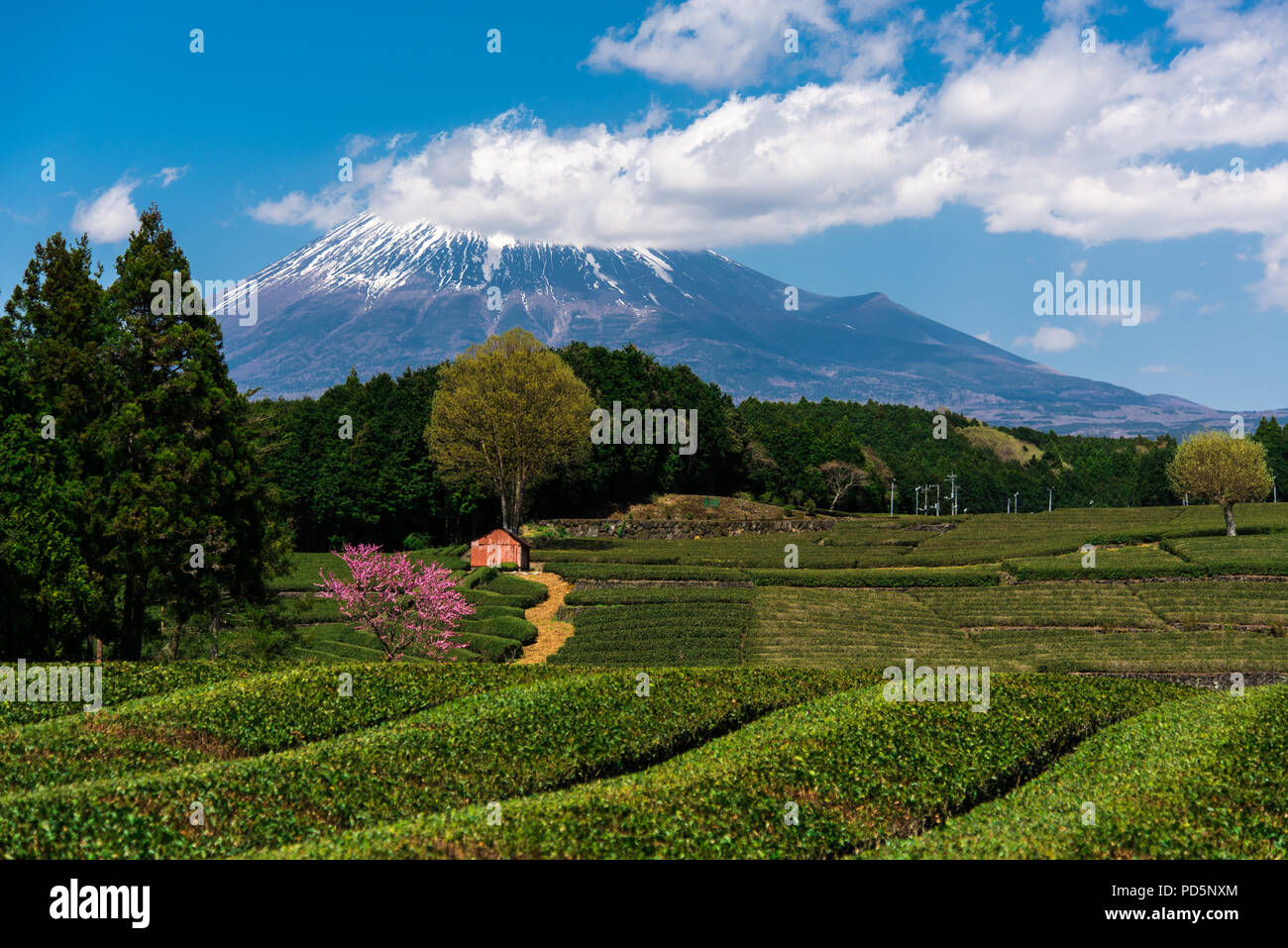 Nome della foto: tè, Sakura, Fuji... Ultimi giorni di sakura fiorire lungo con nuove foglie di tè il risveglio dopo un lungo inverno. Foto Stock