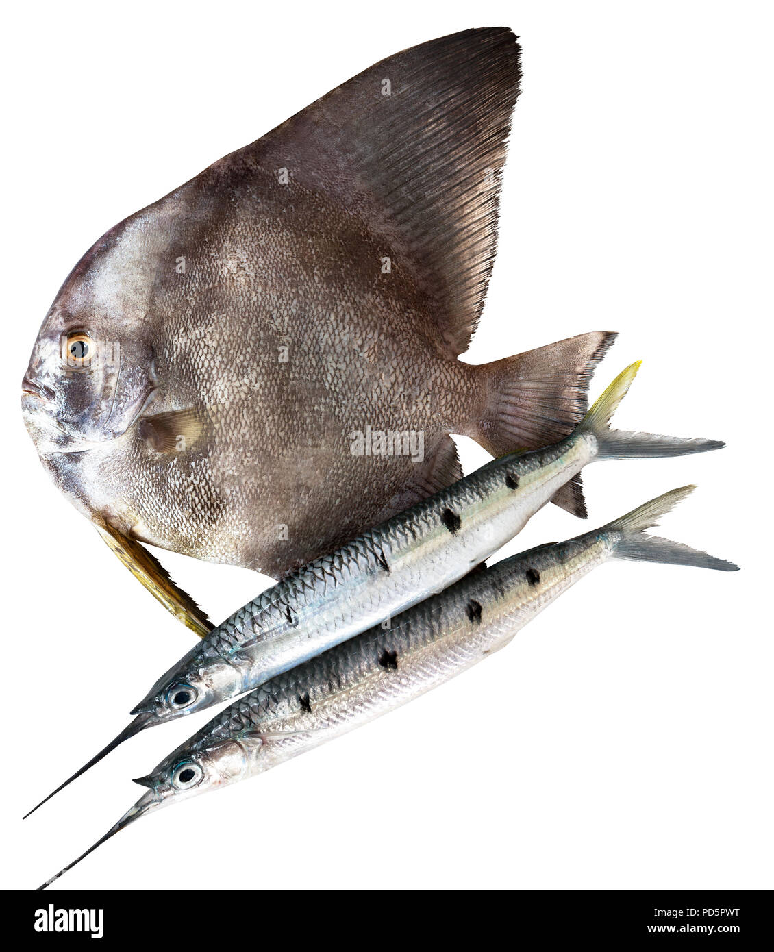 Close-up di nero pesce piatto e due aghi-pesce su sfondo bianco Foto stock  - Alamy