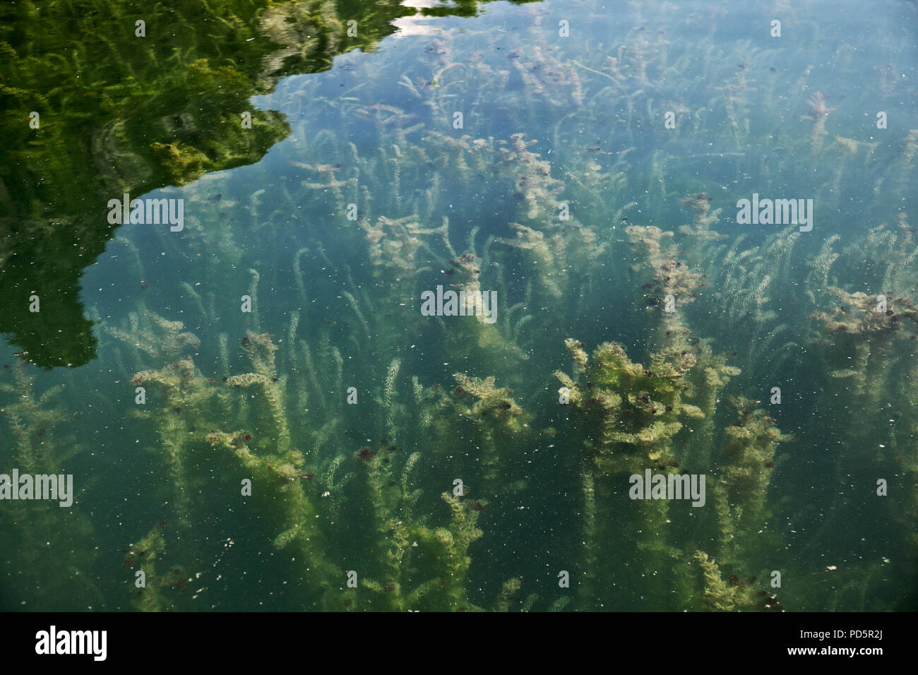 Pond alghe nel Lago d'Idro, Italia Foto Stock