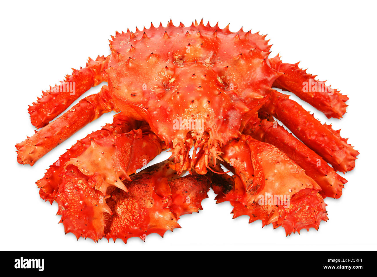 Grande granchio Kamchatka isolati su sfondo bianco Foto Stock