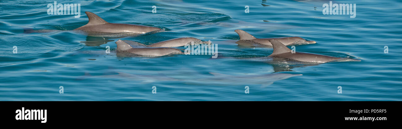 Australia, Western Australia Kimberley Costa, Yampi Sound, Arcipelago Buccaneer. Pod di Indo-Pacifico Delfino tursiope (Tursiops aduncus) Foto Stock