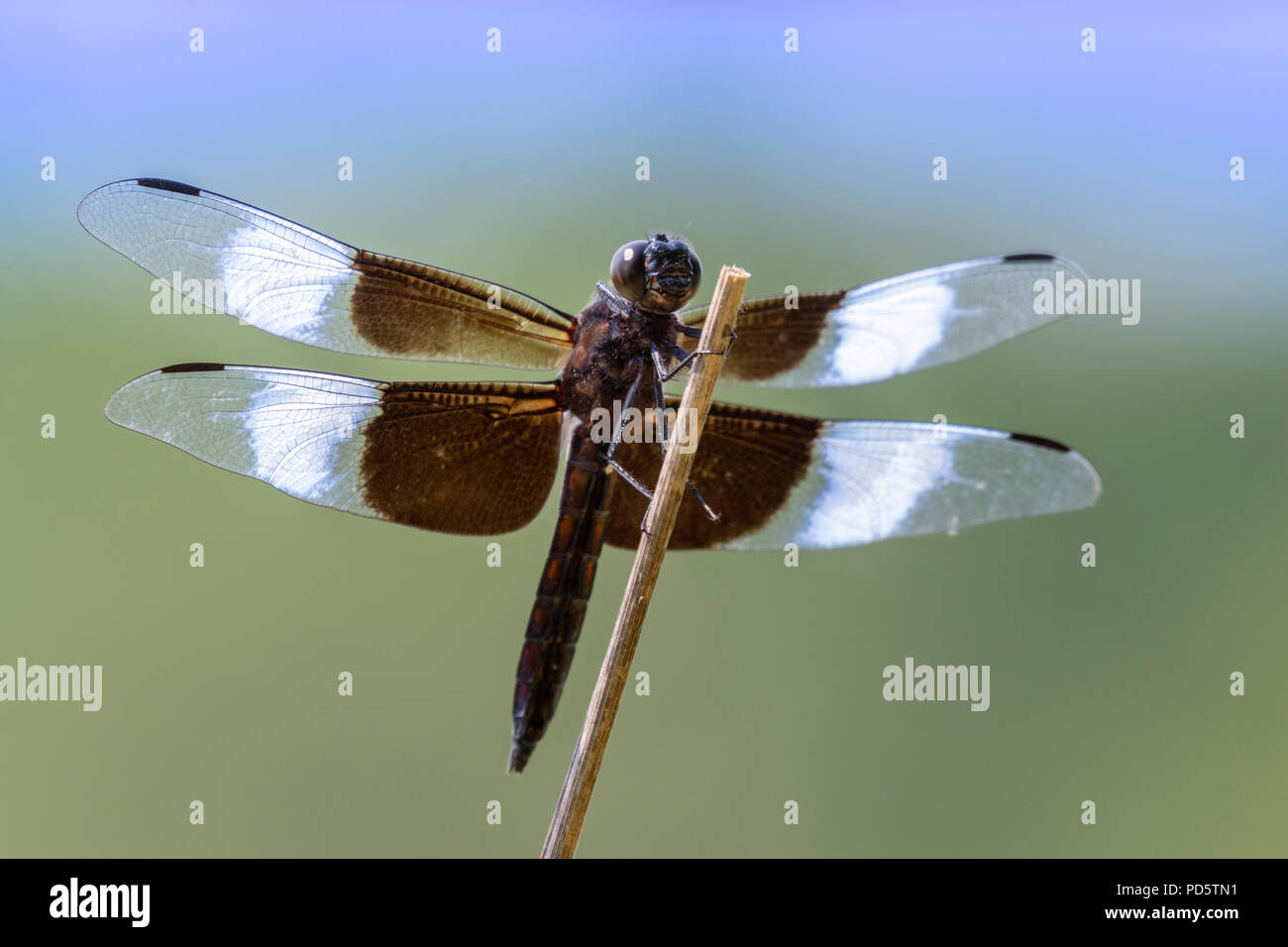 Vedova (Skimmer Libellula luctuosa) su un pesce persico, Iowa, USA Foto Stock