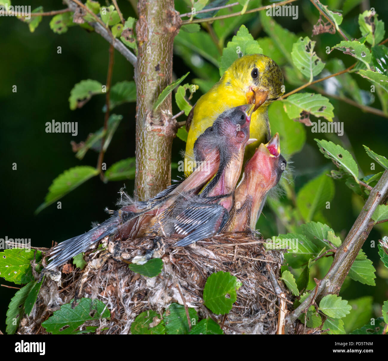 Femmina cardellino americano (Spinus tristis) alimentazione nidiacei nel nido, Iowa, USA Foto Stock