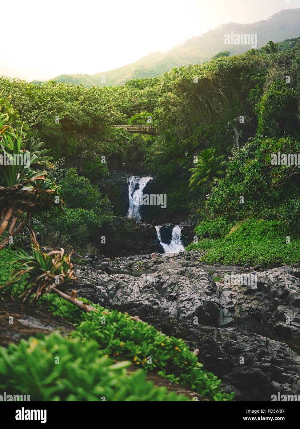 La Cannabis, conosciuta anche come la marijuana tra gli altri nomi, è una sostanza psicoattiva dalla pianta di cannabis usata per medici o finalità ricreativa Foto Stock