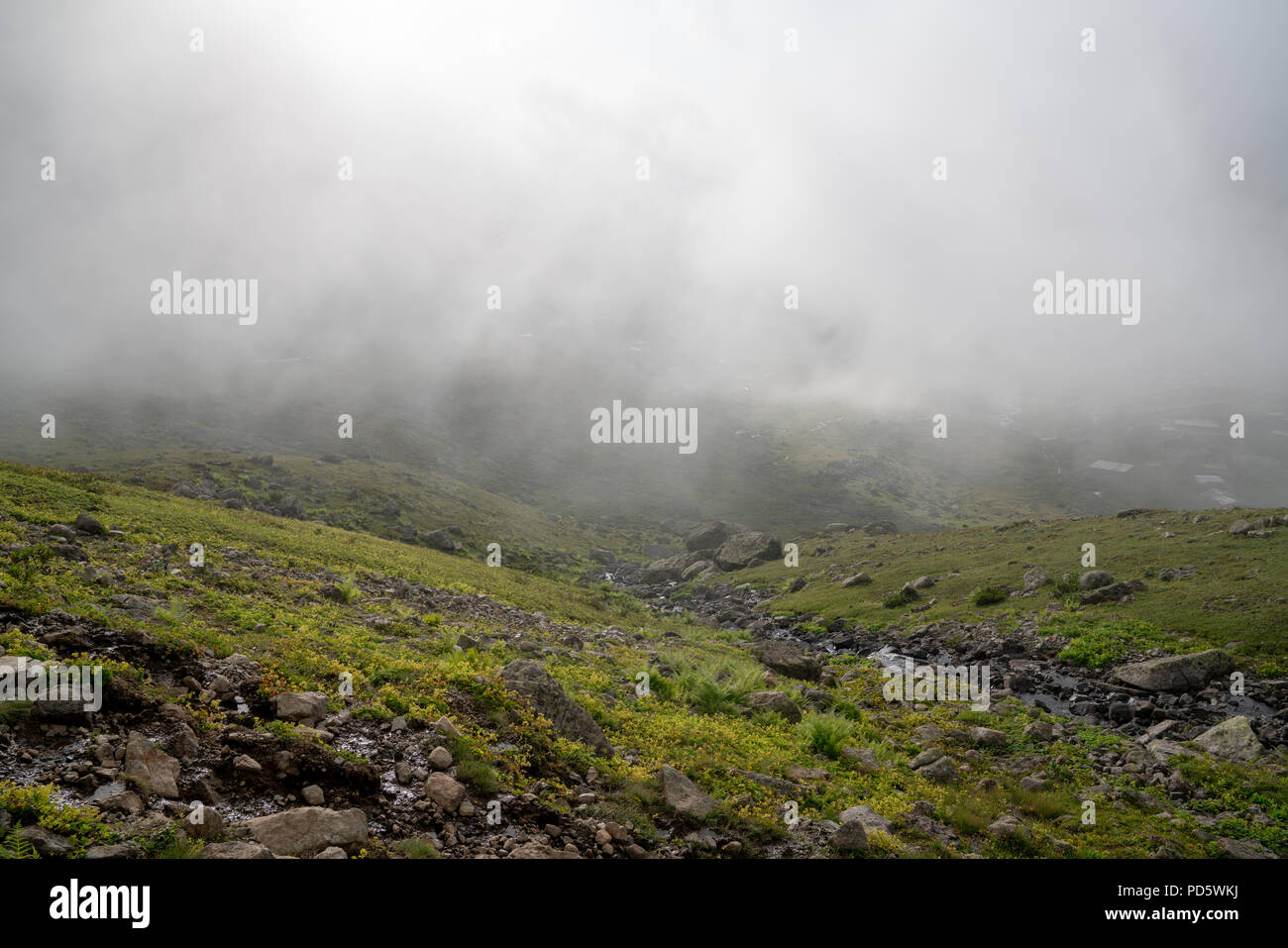 Bellissimo prato di nebbia. Fitta nebbia sulla montagna attraverso l'erba prato. Foto Stock