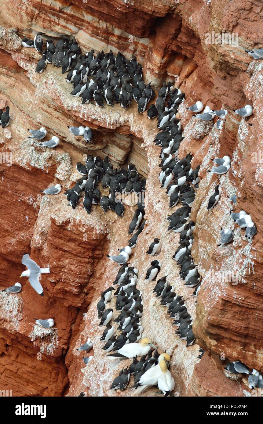 Murre comune, comune guillemot, Trottellumme, Uria aalge, Helgoland, mare del Nord, Nordsee, Germania, Deutschland Foto Stock