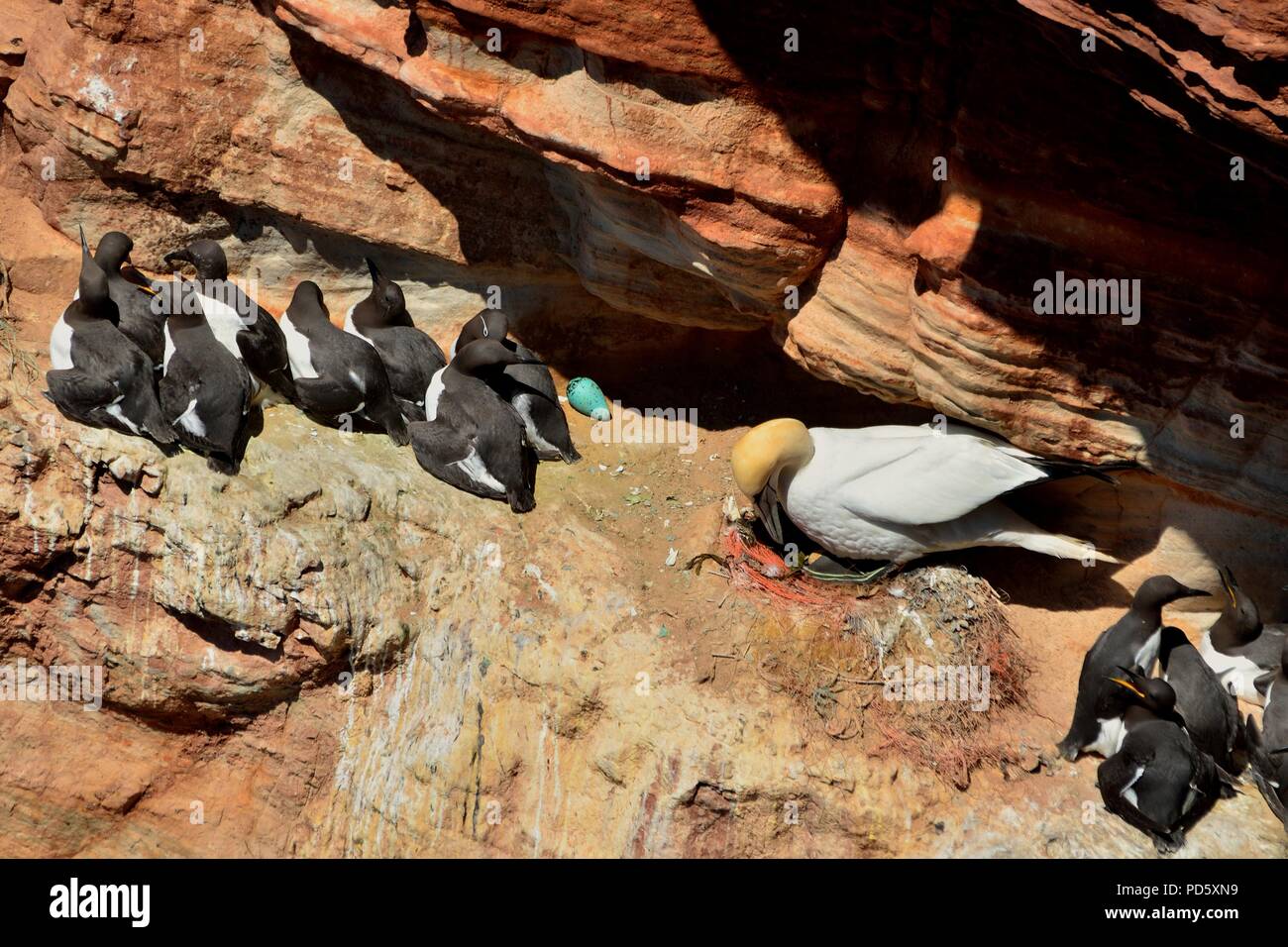 Murre comune, comune guillemot, Trottellumme, Uria aalge, Helgoland, mare del Nord, Nordsee, Germania, Deutschland Foto Stock