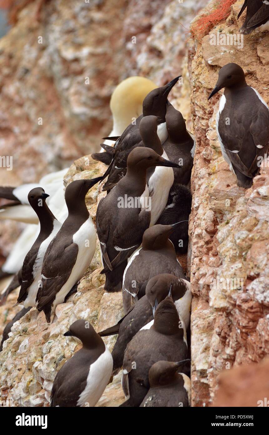 Murre comune, comune guillemot, Trottellumme, Uria aalge, Helgoland, mare del Nord, Nordsee, Germania, Deutschland Foto Stock