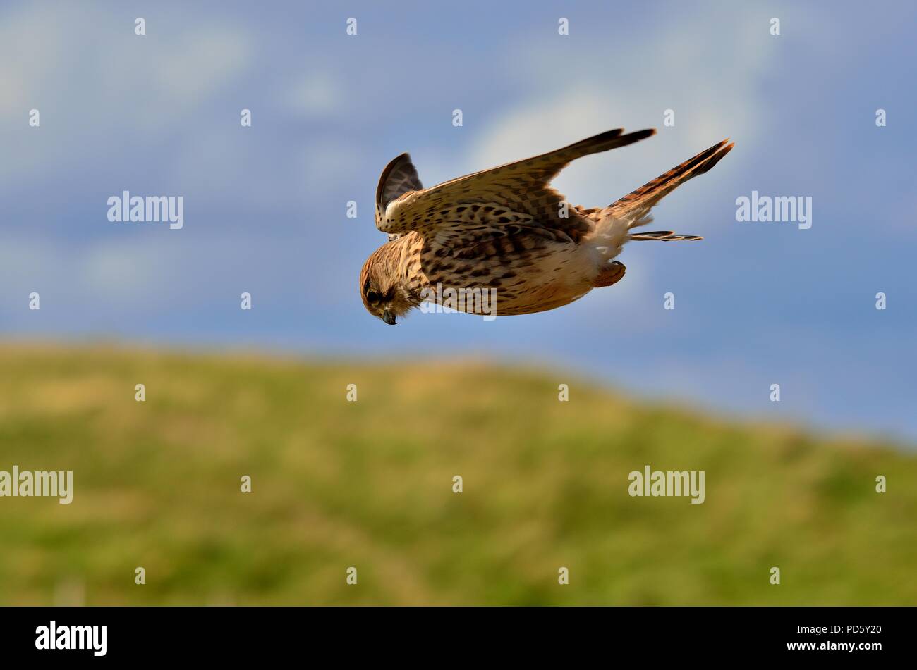 Falco tinnunculus, gheppio comune, femmina, Turmfalke, Weibchen, Helgoland, mare del nord, Nordsee, germania, Germania Foto Stock