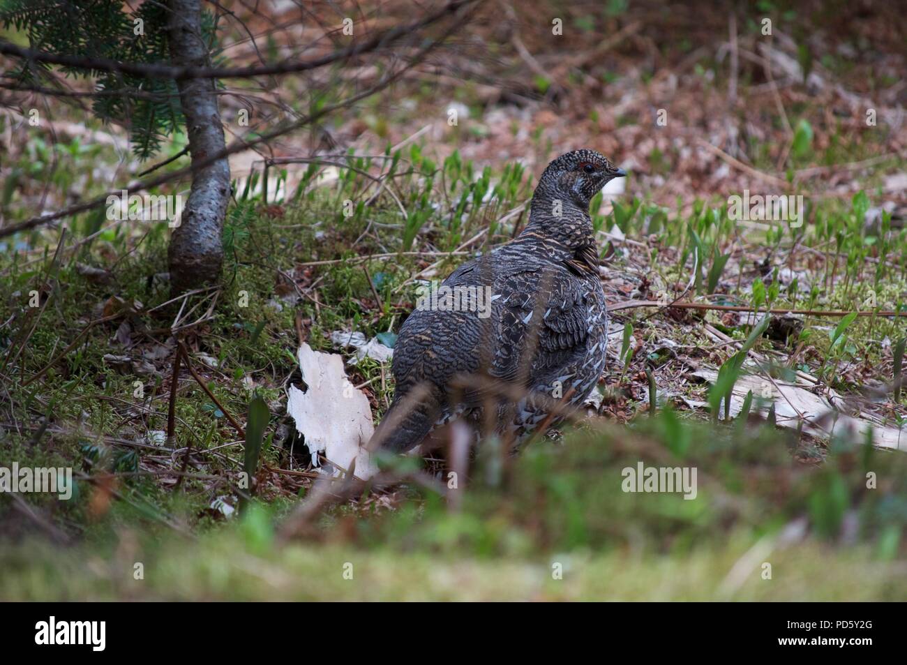 Abete femmina Grouse seduto tra fogliame nei boschi di castagno (colore) (Falcipennis canadensis o Canada Grouse) Foto Stock