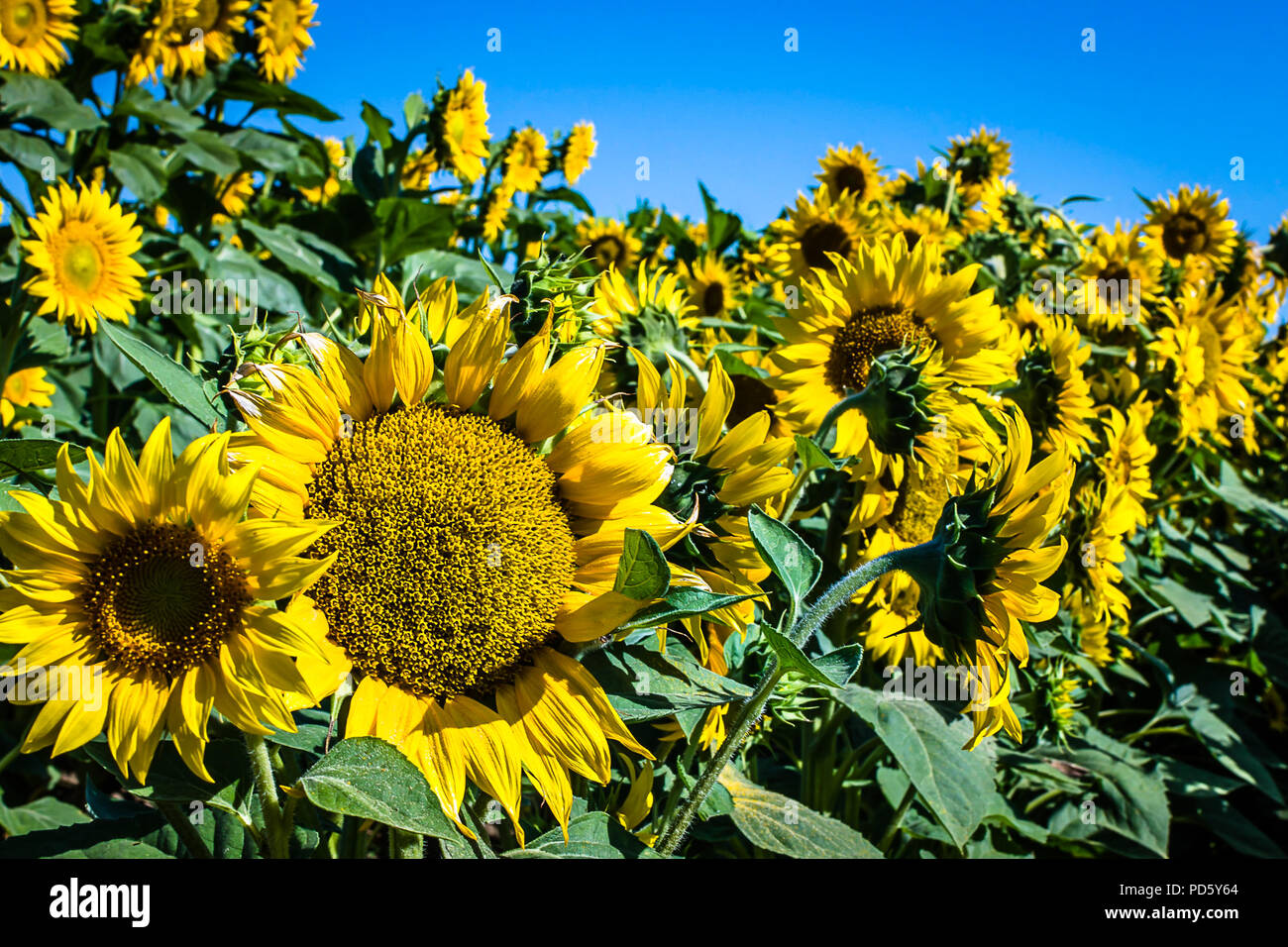 I campi di girasole Foto Stock