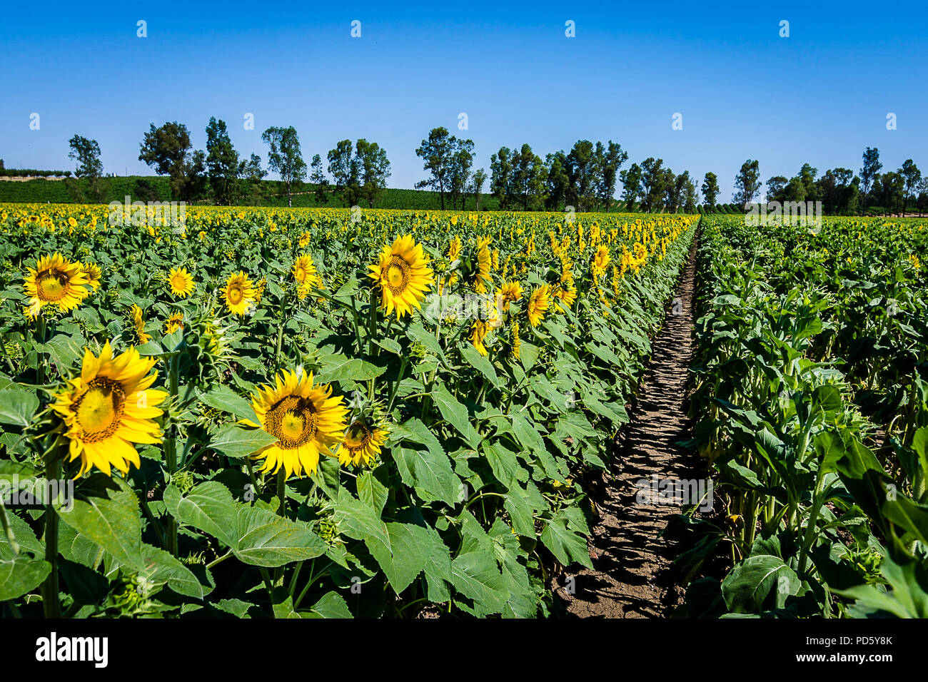 I campi di girasole Foto Stock