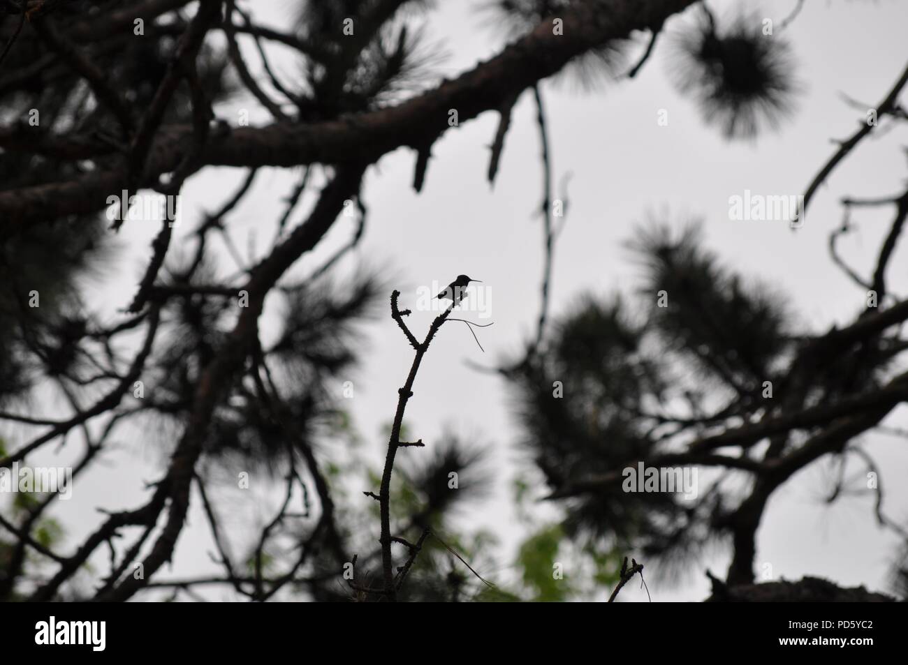 Silhouette di un colibrì appollaiato in un albero (Ruby Throated Hummingbird sat in un albero) Foto Stock