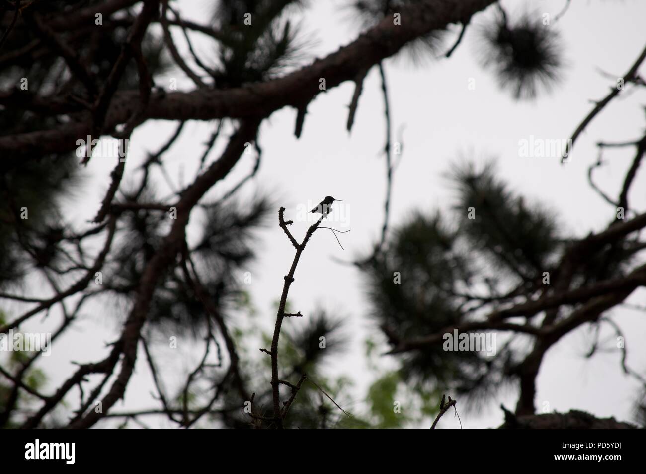 Silhouette di un colibrì con una gola di rubino arroccato su un ramo in un albero Foto Stock